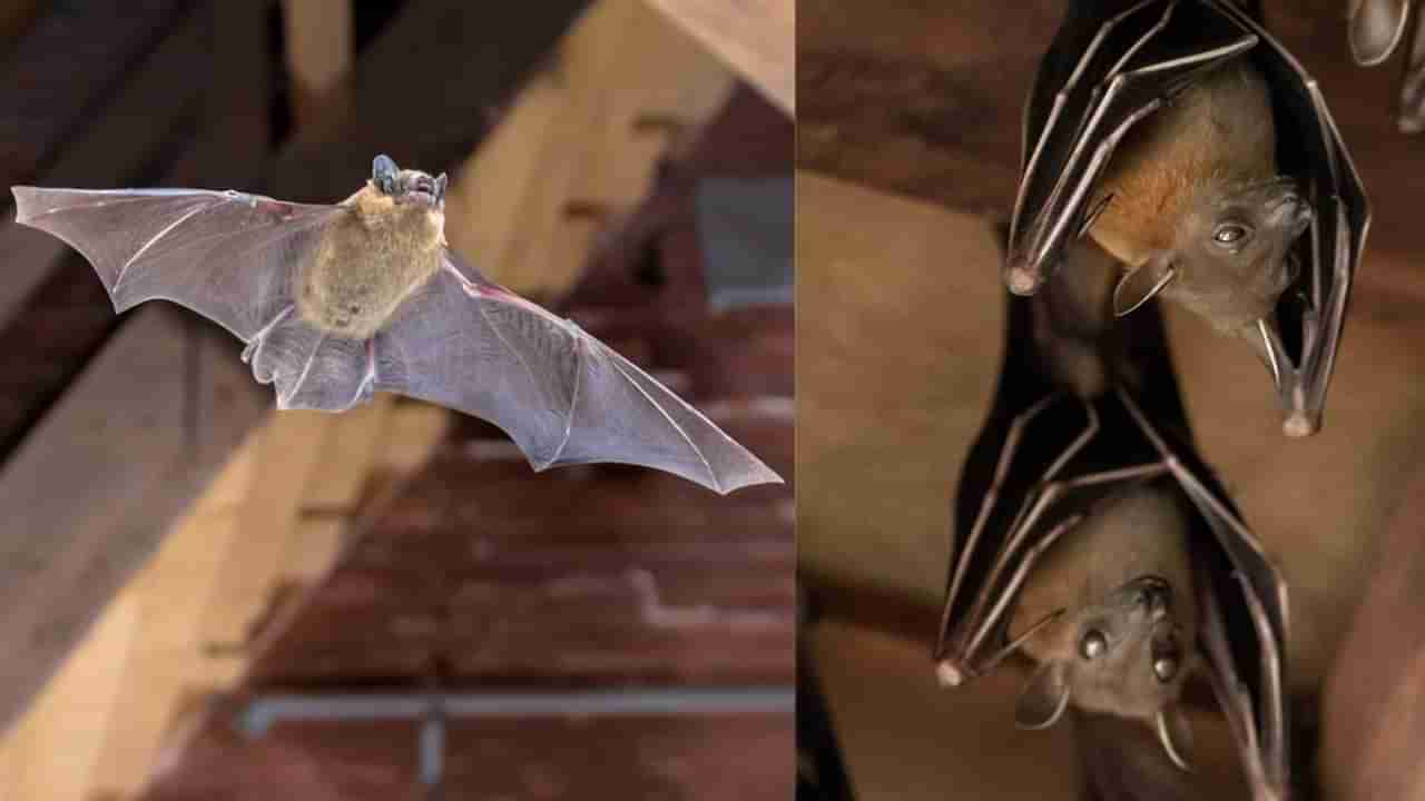 ఇంట్లోకి గబ్బిలం వస్తే ఏమవుతుంది..? శుభమా.. అశుభమా..? పరిష్కార మార్గాలు తెలుసుకోవాల్సిందే..!