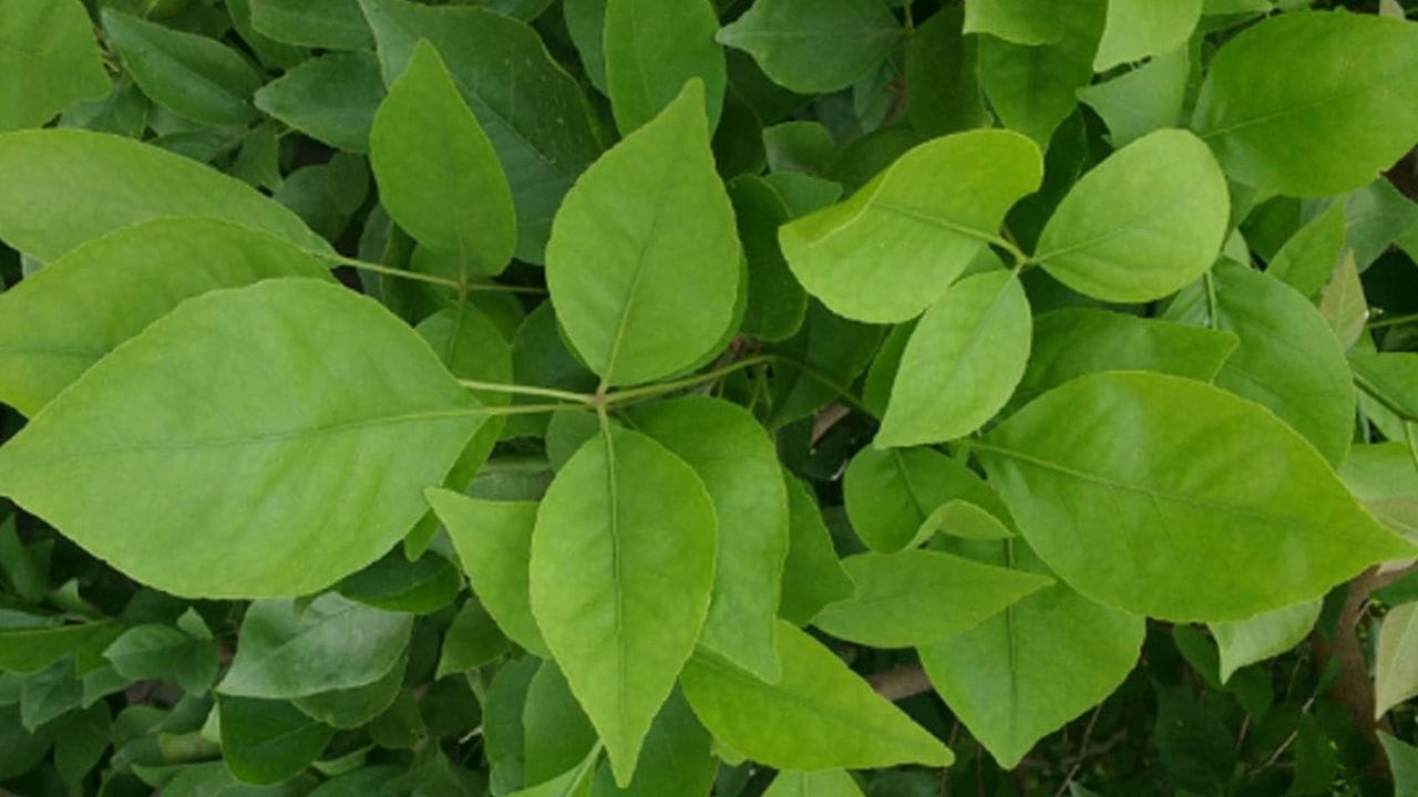 బిల్వ పత్రం భగవంతుడు శివునికి చాలా ప్రియమైనది. శివ పూజ బిల్వ పత్రం లేకుండా అసంపూర్ణంగా పరిగణించబడుతుంది. ఇది పూజ సామాగ్రిలో ఉండటం చాలా ముఖ్యం. మహాశివరాత్రి నాడు భగవంతుడు శివునికి బిల్వ పత్రం సమర్పించి దానిని ఇంట్లో తీసుకువచ్చి ఉంచండి. దీనితో శివుడు సంతోషించి తన ఆశీర్వాదాలు కురిపిస్తాడు.