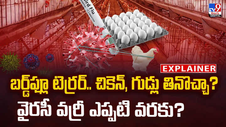 Bird flu: బర్డ్ఫ్లూ టెర్రర్.. చికెన్, గుడ్లు తినొచ్చా? వైరస్ వర్రీ ఎప్పటి వరకు? Bird flu: బర్డ్ఫ్లూ టెర్రర్.. చికెన్, గుడ్లు తినొచ్చా? వైరస్ వర్రీ ఎప్పటి వరకు?