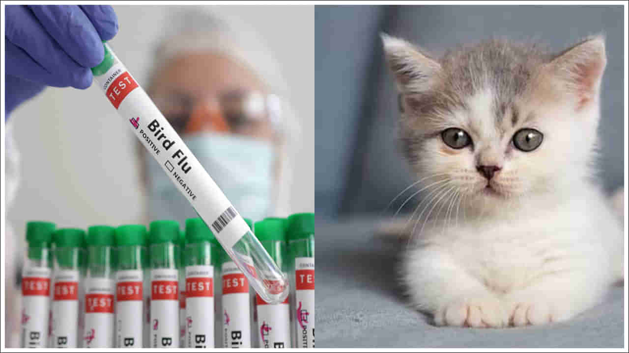 Bird Flu Cases: వామ్మో.. పెంపుడు జంతువులకు కూడా బర్డ్ ఫ్లూ.. తస్మాత్ జాగ్రత్త!