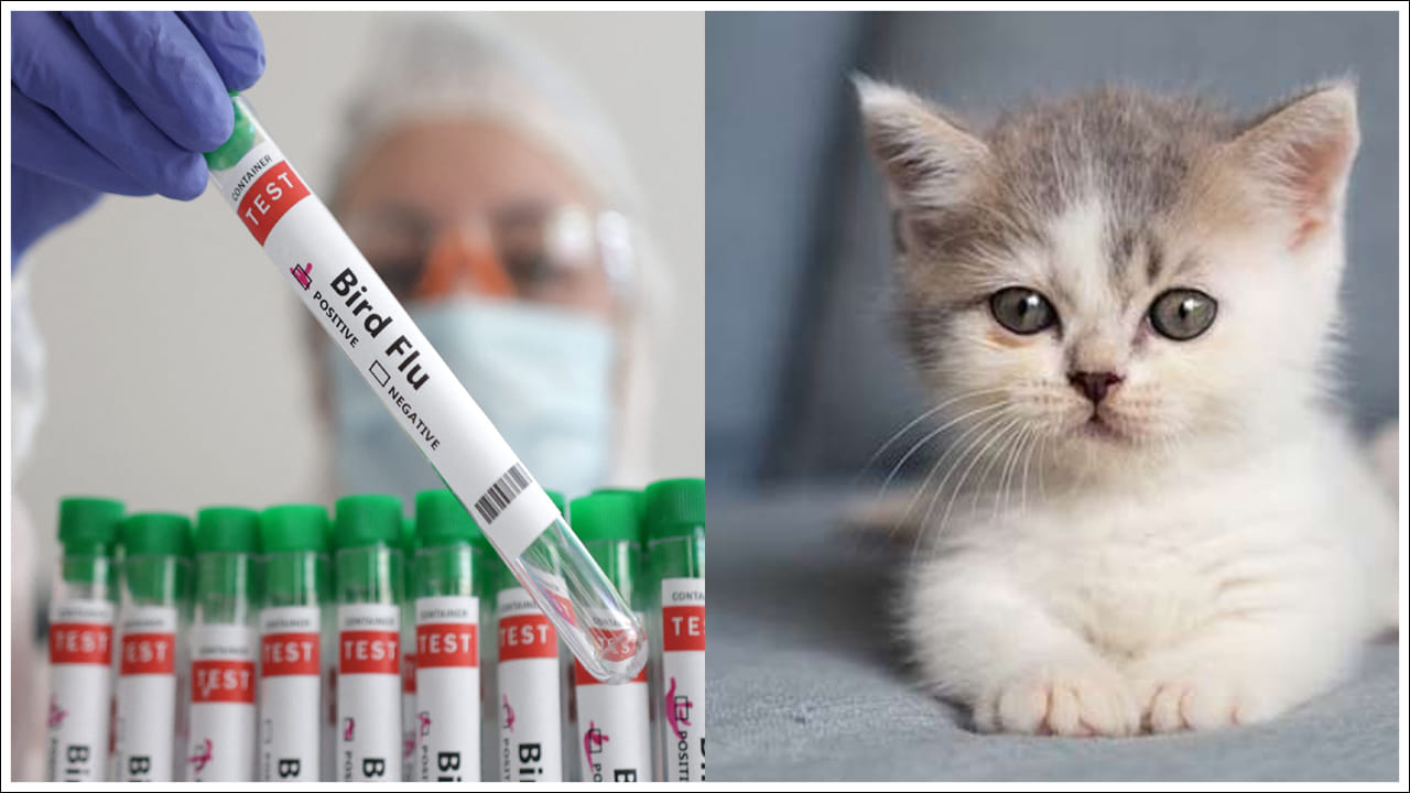 Bird Flu Cases: వామ్మో.. పెంపుడు జంతువులకు కూడా బర్డ్ ఫ్లూ.. తస్మాత్ జాగ్రత్త!