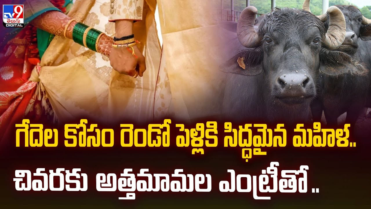 గేదెల కోసం రెండో పెళ్లికి సిద్ధమైన మహిళ.. చివరకు అత్తమామల ఎంట్రీతో.. గేదెల కోసం రెండో పెళ్లికి సిద్ధమైన మహిళ.. చివరకు అత్తమామల ఎంట్రీతో..