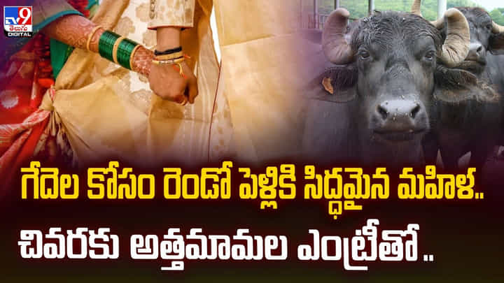 గేదెల కోసం రెండో పెళ్లికి సిద్ధమైన మహిళ.. చివరకు అత్తమామల ఎంట్రీతో.. గేదెల కోసం రెండో పెళ్లికి సిద్ధమైన మహిళ.. చివరకు అత్తమామల ఎంట్రీతో..