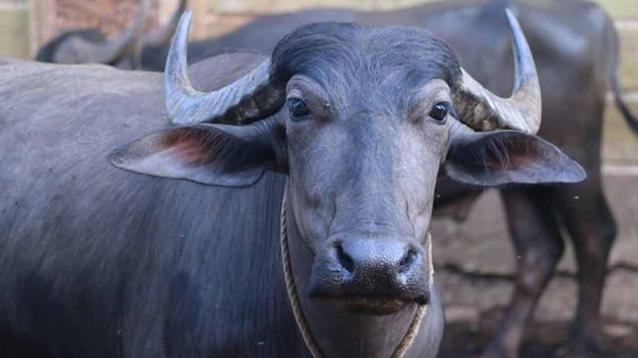 Viral Video: రాత్రి వేళ దూడకు జన్మనిచ్చిన గేదె.. ఉదయాన్నే అక్కడి సీన్‌ చూసి షాకైన యజమాని..! ఏం జరిగిందంటే..