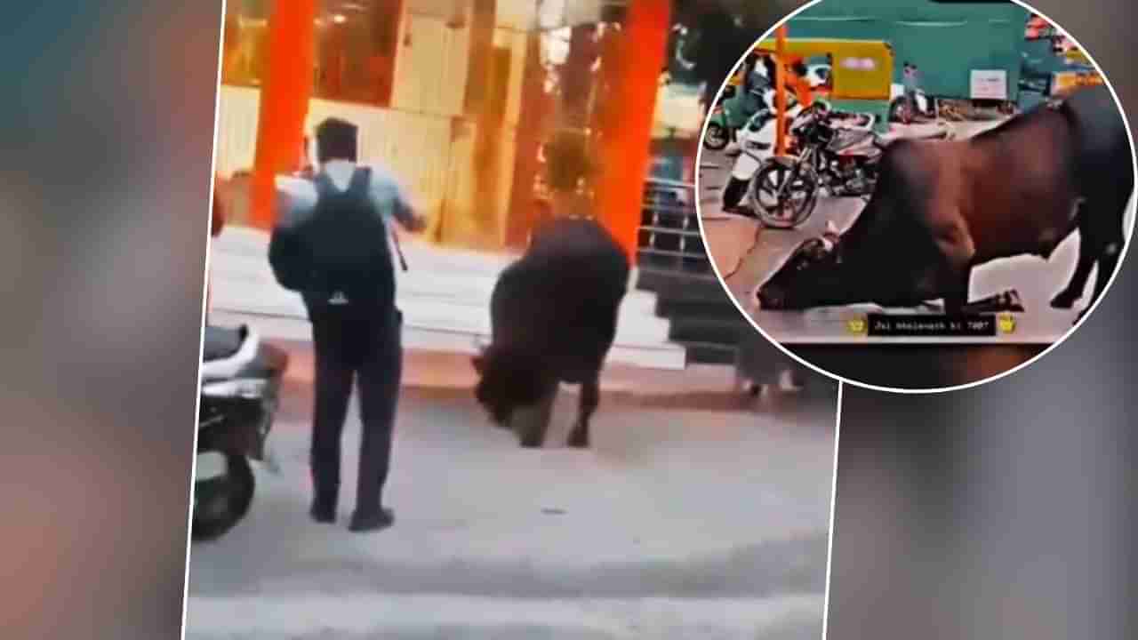 Watch: మహాశివరాత్రి వేళ శివాలయం ముందు తల వంచి మోకరిల్లిన ఎద్దు.. భక్తి పారవశ్యంలో భక్తులు!