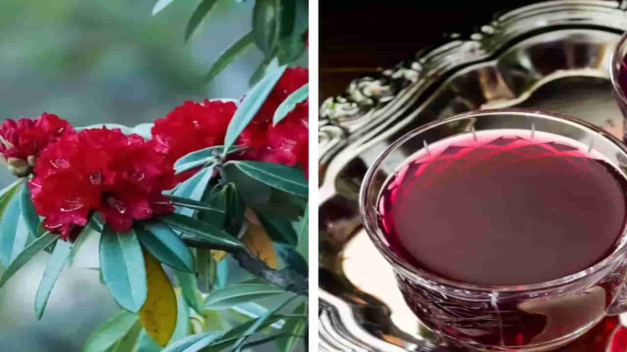 హిమాలయాల్లో పూసే ఈ పువ్వు.. ఆరోగ్యానికి అమృతం..! లాభాలు తెలిస్తే..