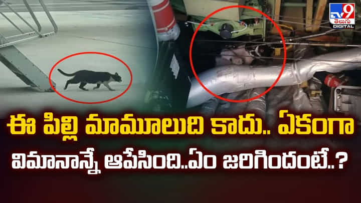 ఇదేం పిల్లి మావా.. ఏకంగా విమానాన్నే ఆపేసింది.. ఇదేం పిల్లి మావా.. ఏకంగా విమానాన్నే ఆపేసింది..