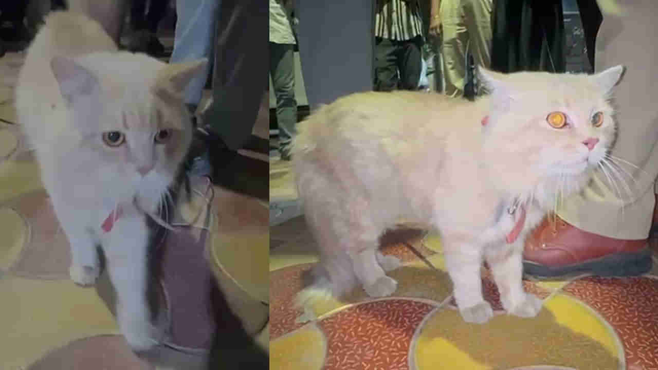 కలర్ వేశారు.. ఇదో పిల్లి పంచాయితీ..! ఫోరెన్సిక్‌ ల్యాబ్‌‌కు వెంట్రుకలు.. మామూలు కథ కాదుగా..