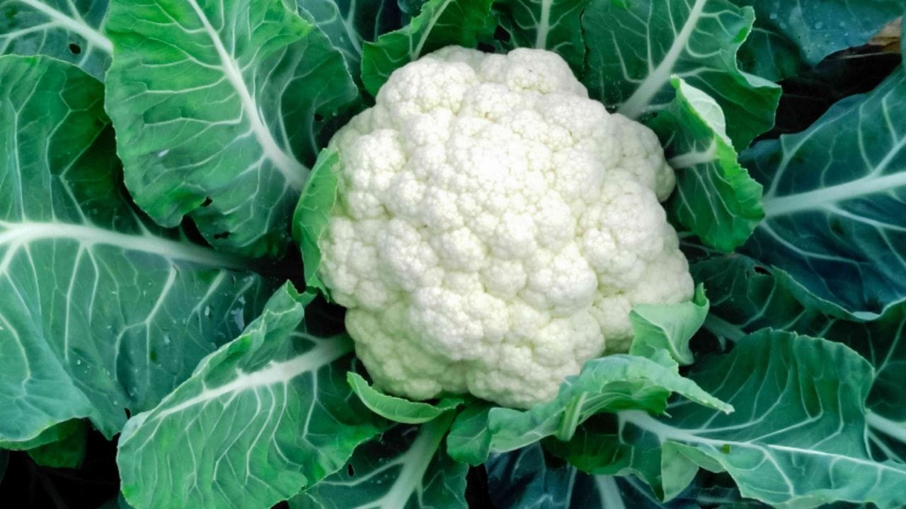 సొరకాయతో కాలిఫ్లవర్ కలిపి తినడం మంచిది కాదు. ఈ రెండు కూరగాయలను ఒకే సమయంలో తీసుకుంటే జీర్ణక్రియపై ప్రతికూల ప్రభావం చూపిస్తుంది. ఫలితంగా కడుపు ఉబ్బరం, అజీర్ణం వంటి సమస్యలు రావచ్చు. కాబట్టి వీటిని కలిపి తినడం మానేయడం మంచిది.
