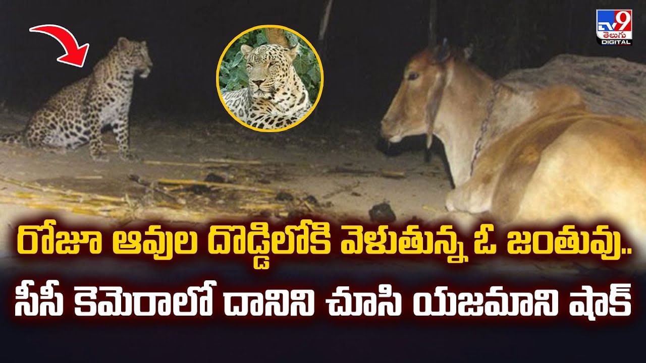 రోజూ ఆవుల దొడ్డిలోకి వెళుతున్న ఓ జంతువు.. సీసీ కెమెరాలో దానిని చూసి యజమాని షాక్‌