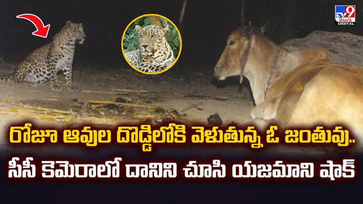 రోజూ ఆవుల దొడ్డిలోకి వెళుతున్న ఓ జంతువు.. సీసీ కెమెరాలో దానిని చూసి యజమాని షాక్ రోజూ ఆవుల దొడ్డిలోకి వెళుతున్న ఓ జంతువు.. సీసీ కెమెరాలో దానిని చూసి యజమాని షాక్