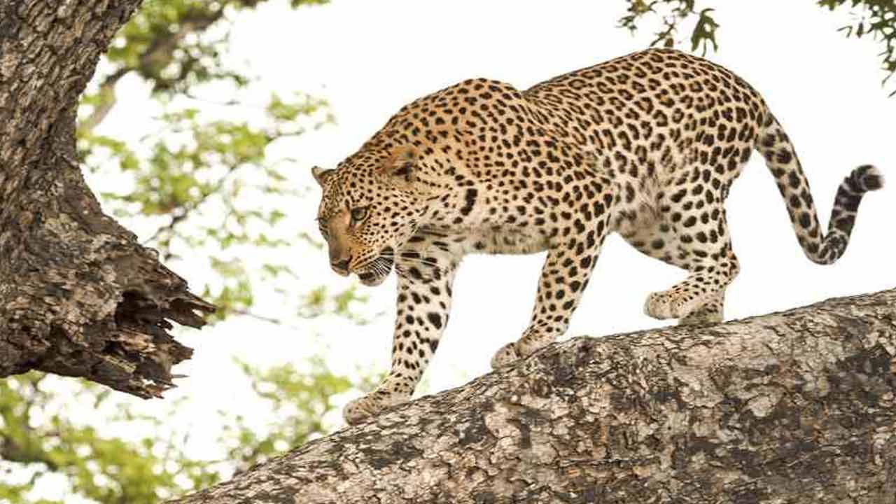 Tirumala: అలిపిరి నడకదారిలో మళ్లీ చిరుత హల్ చల్.. 7వ మైలు వద్ద మాటువేసి..