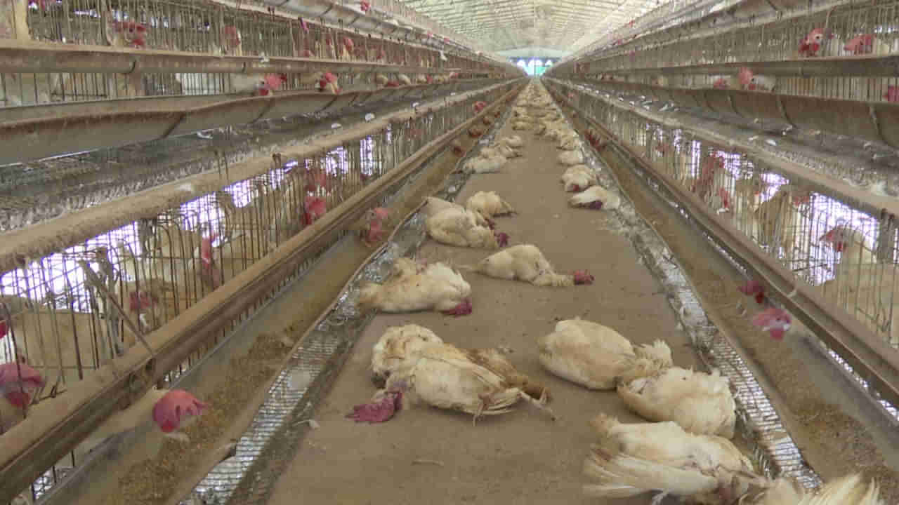 AP - Telangana: తెలుగు రాష్ట్రాల్లోని లక్షల కోళ్లు మృత్యువాత.. ఆందోళనలో పౌల్ట్రీ రైతులు