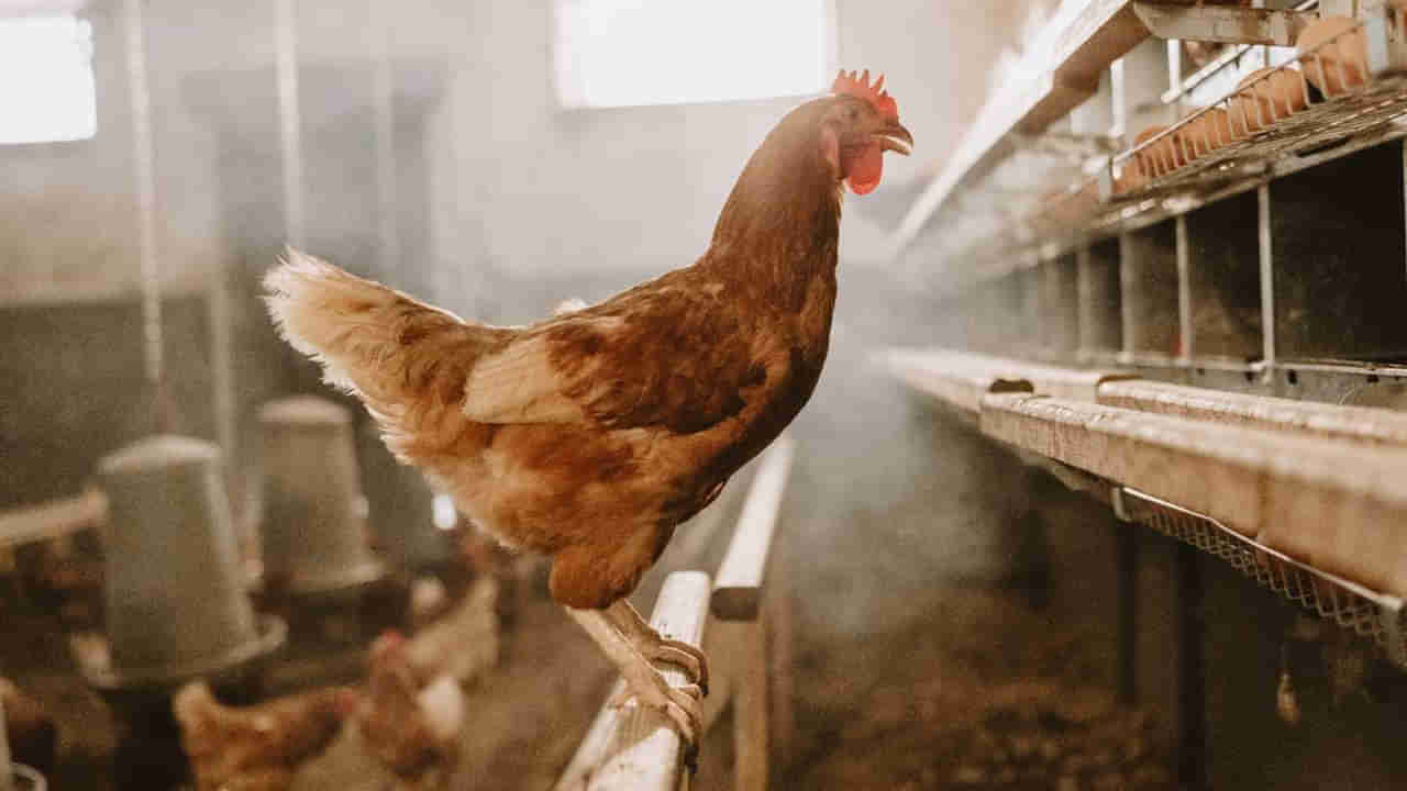 Chicken Price Today: చికెన్‌ ధరలు ఢమాల్‌.. వెలవెల బోతున్న మాంసం షాప్‌లు