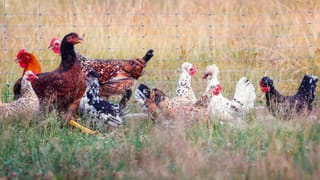 Andhra News: మోస్ట్‌ వాంటెడ్‌ ధార్‌ గ్యాంగ్‌‌‌కు చెక్ పెట్టిన పోలీసులు.. ఎంత సొత్తు రికవరీ చేశారంటే.?