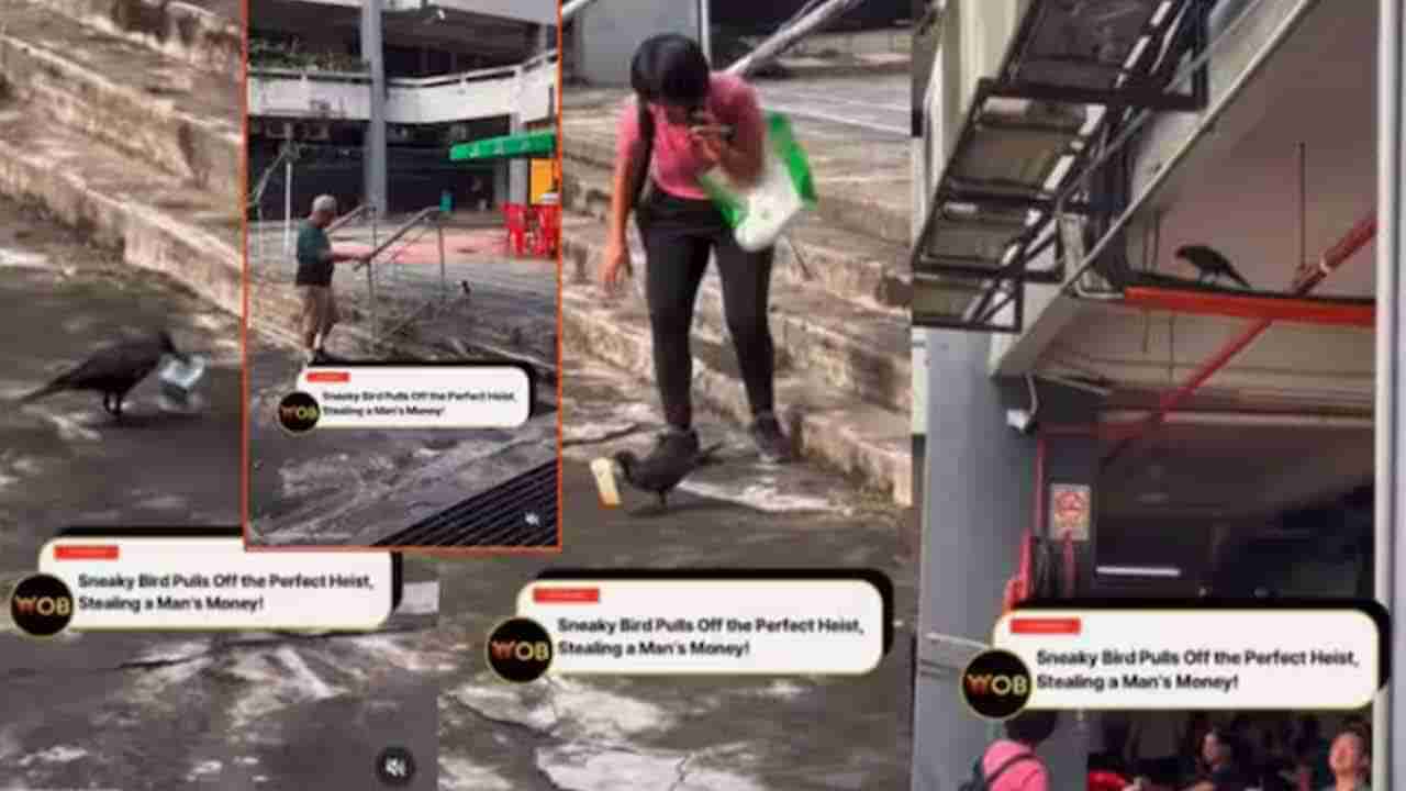 Watch:ఓరీ దేవుడో.. ఇలాగైతే ఎలా బతికేది..? దొంగ కాకి ఏం చేసిందో చూస్తే షాక్‌ అవ్వాల్సిందే..