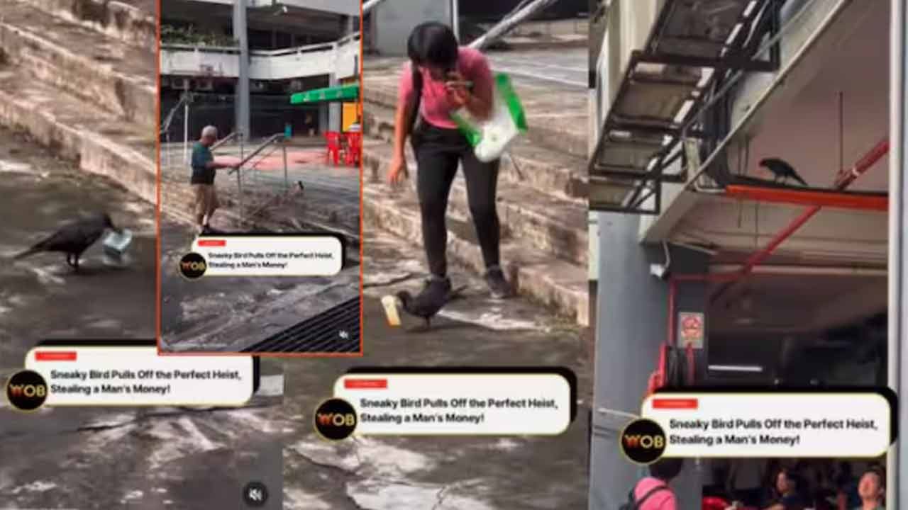 Watch:ఓరీ దేవుడో.. ఇలాగైతే ఎలా బతికేది..? దొంగ కాకి ఏం చేసిందో చూస్తే షాక్‌ అవ్వాల్సిందే..