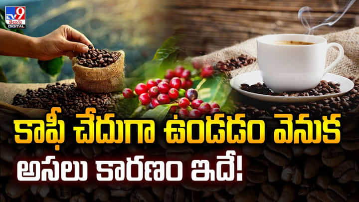 కాఫీ చేదుగా ఉండడం వెనుక అసలు కారణం ఇదే! కాఫీ చేదుగా ఉండడం వెనుక అసలు కారణం ఇదే!
