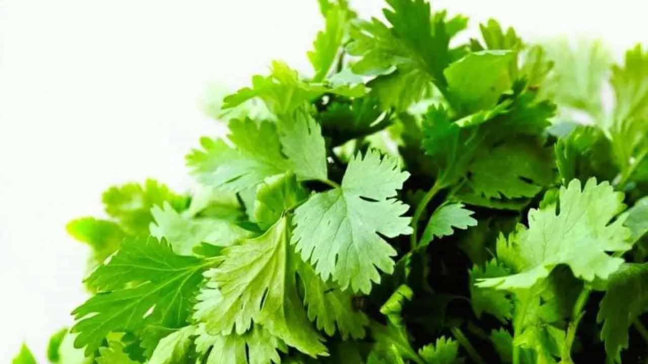 విటమిన్లు అధికంగా ఉండే కొత్తిమీర నీరు రోగనిరోధక శక్తిని బలపరుస్తుంది. శరీరం ఇన్ఫెక్షన్లతో పోరాడటానికి సహాయపడుతుంది. ఆక్సీకరణ ఒత్తిడి, కొలెస్ట్రాల్ స్థాయిలను తగ్గిస్తుంది.