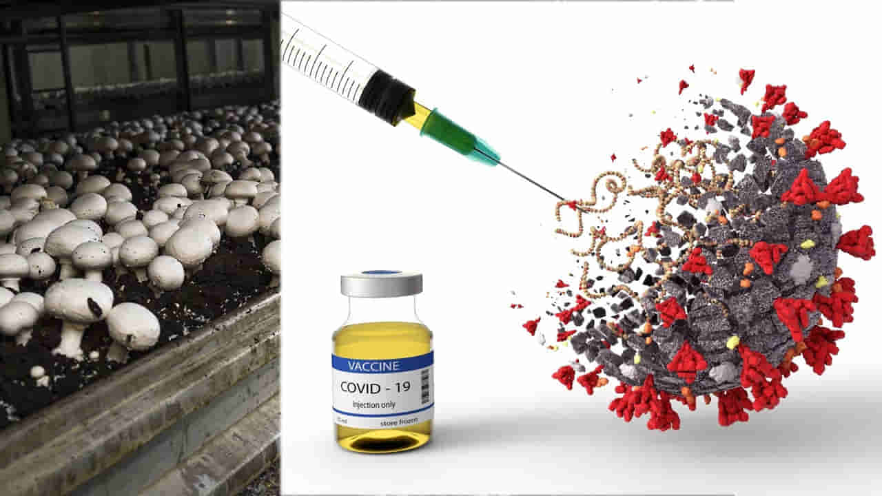 మష్రుమ్స్ పెంచండి.. కోవిడ్కు మందు కనిపెడతామంటూ భారీ స్కామ్! రైతుల నుంచి రూ.కోటి కాజేసిన కేటుగాళ్లు!