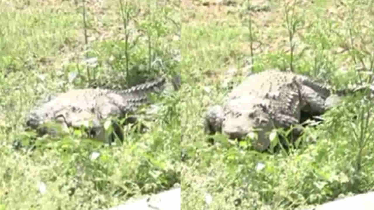 Viral Video: పొలంలో కనిపించిన నల్లటి ఆకారం.. వామ్మో.. ఆ రైతు గుండె ఆగినంత పనైంది.. ఆ తర్వాత