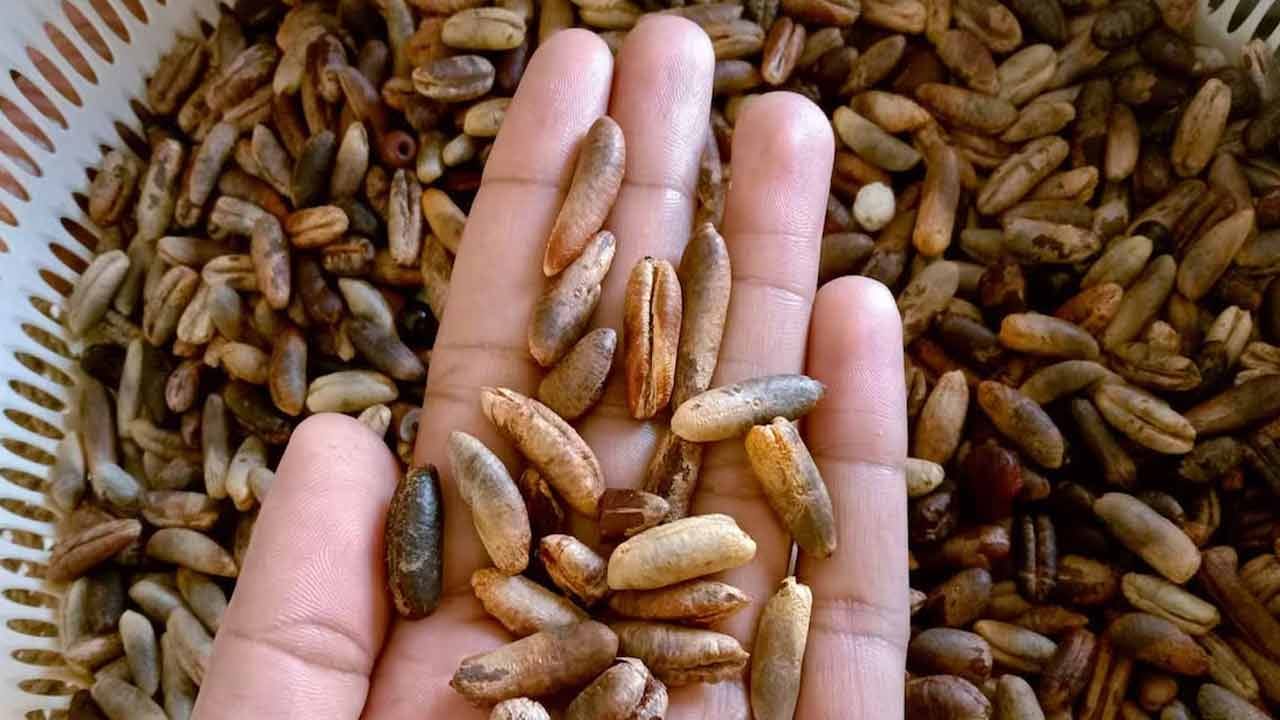 ఖర్జూరం కంటే దాని విత్తనాలు రెట్టింపు లాభాలను అందిస్తాయని నిపుణులు చెబుతున్నారు. ఖర్జూరం విత్తనాలు గుండెకు ఎక్కువ ప్రయోజనకరంగా ఉంటుంది. ఖర్జూర గింజలు సిరల్లో పేరుకుపోయే కొలెస్ట్రాల్‌ను తగ్గిస్తాయి. ఇది హృదయ ఆరోగ్యాన్ని మెరుగుపరుస్తుంది. గుండెపోటు, గుండె వైఫల్యం, అరిథ్మియా మొదలైన వాటిని నివారిస్తుంది. ఇది శరీరానికి చాలా ప్రమాదకరమైన ఆక్సీకరణ ఒత్తిడిని తగ్గించే సామర్థ్యాన్ని కలిగి ఉంటుంది.