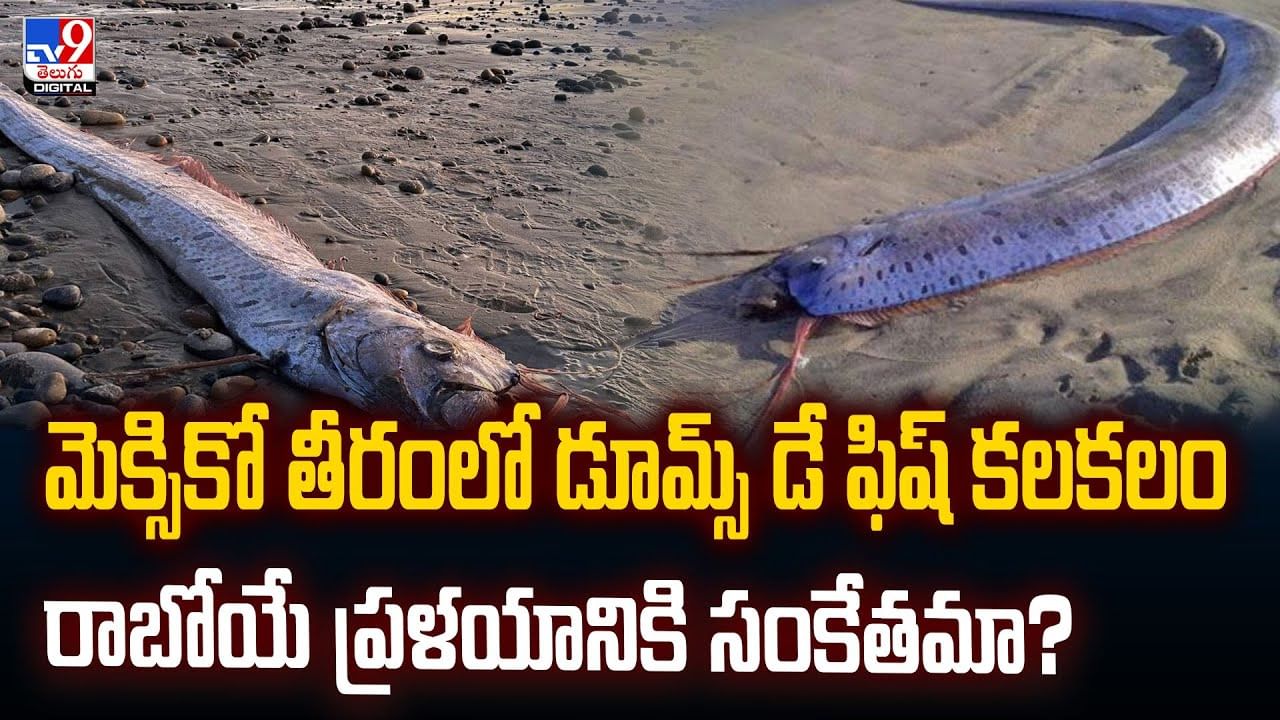 మెక్సికో తీరంలో డూమ్స్‌ డే ఫిష్‌ కలకలం.. రాబోయే ప్రళయానికి సంకేతమా