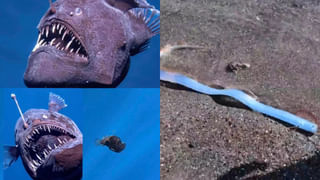 MH370 Mystery: గ్రహాంతరవాసుల పనా.. రష్యా కుట్రలో భాగమా.. మళ్లీ తెరపైకి మిస్టరీ విమానం..