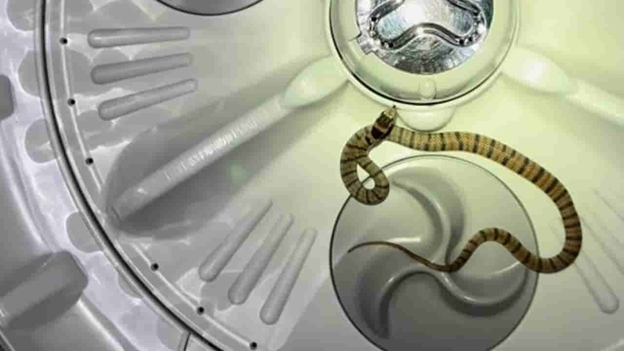 Viral Video: బట్టలు ఉతుకుదామని వాషింగ్ మెషీన్ ఓపెన్  చేసిన మహిళ.. లోపల టబ్‌లో