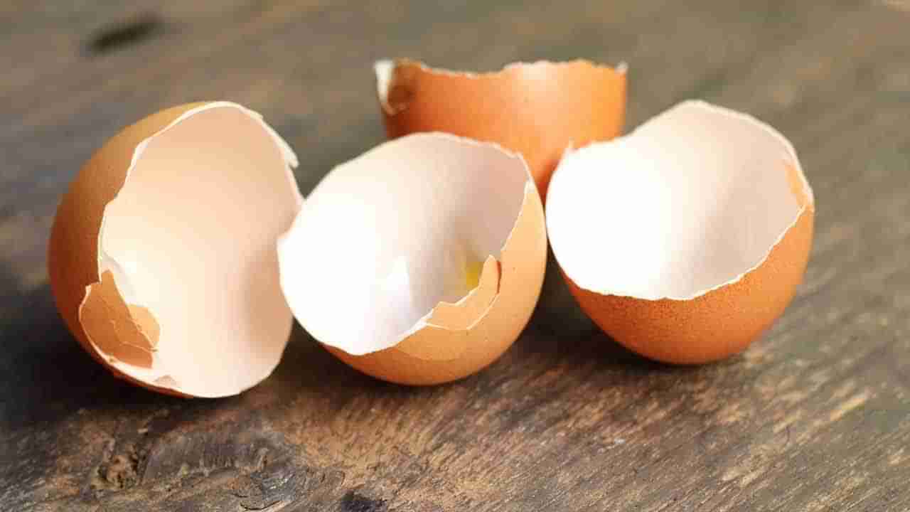 Egg Shells: గుడ్డు తొక్కలు పడేస్తున్నారా? ఈ విషయం తెలిస్తే ఇకపై ఆ పని చేయలేరు..