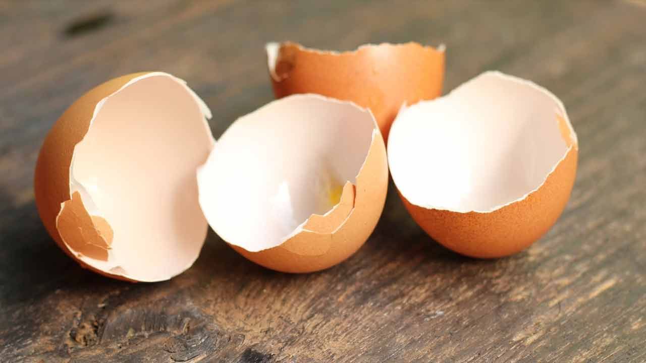 Egg Shells: గుడ్డు తొక్కలు పడేస్తున్నారా? ఈ విషయం తెలిస్తే ఇకపై ఆ పని చేయలేరు..