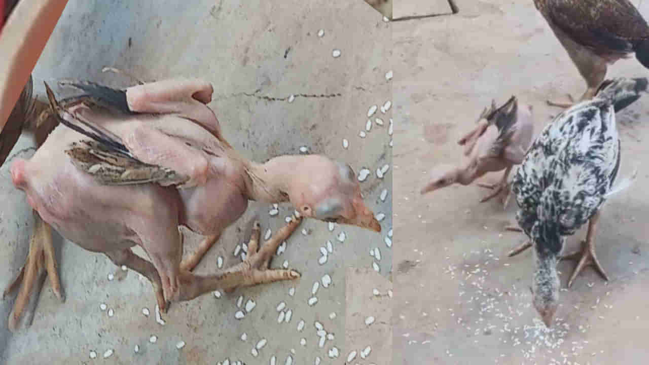 Viral Video: ఓర్నీ.. ఇదేదో మ్యాజిక్‌లా ఉందే.. ఈకల్లేని కోడిపుంజును ఎక్కడైనా చూశారా..?