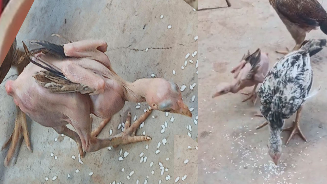 Viral Video: ఓర్నీ.. ఇదేదో మ్యాజిక్‌లా ఉందే.. ఈకల్లేని కోడిపుంజును ఎక్కడైనా చూశారా..?