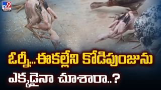 కల్లు గీసేందుకు తాటి చెట్టు ఎక్కిన గౌడన్న.. తొర్రలోకి చూసి షాక్ వీడియో