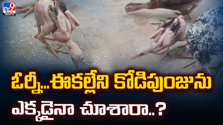 ఓర్నీ...ఈకల్లేని కోడిపుంజును ఎక్కడైనా చూశారా..? ఓర్నీ...ఈకల్లేని కోడిపుంజును ఎక్కడైనా చూశారా..?