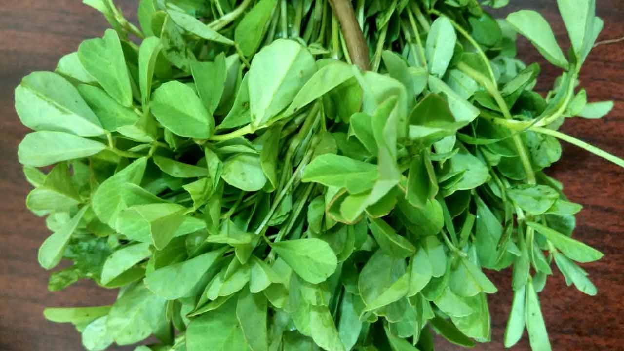 Fenugreek