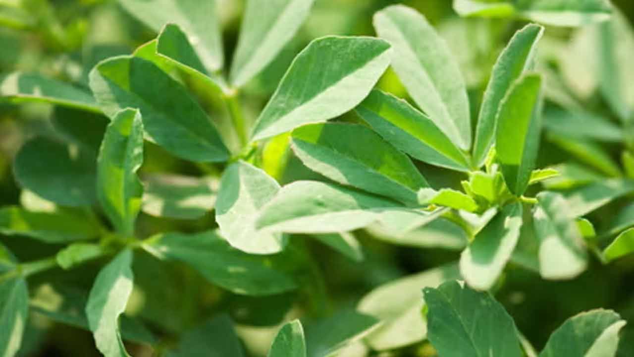 Fenugreek