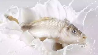 వాలెంటైన్ వీక్ ప్రత్యేకమైన పజిల్..! కేవలం 10 సెకన్లలో అందమైన 5 రోజా పువ్వులను కనిపెట్టండి చూద్దాం..!