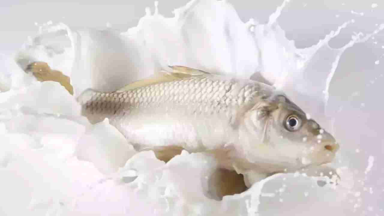 చేప పాలు అంటే ఏంటి..? ఇది ఆరోగ్యానికి ప్రయోజనకరమా..? ఎలా తయారు చేస్తారో తెలుసా..?