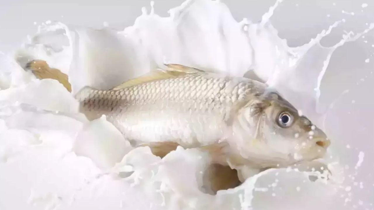 చేప పాలు అంటే ఏంటి..? ఇది ఆరోగ్యానికి ప్రయోజనకరమా..? ఎలా తయారు చేస్తారో తెలుసా..?