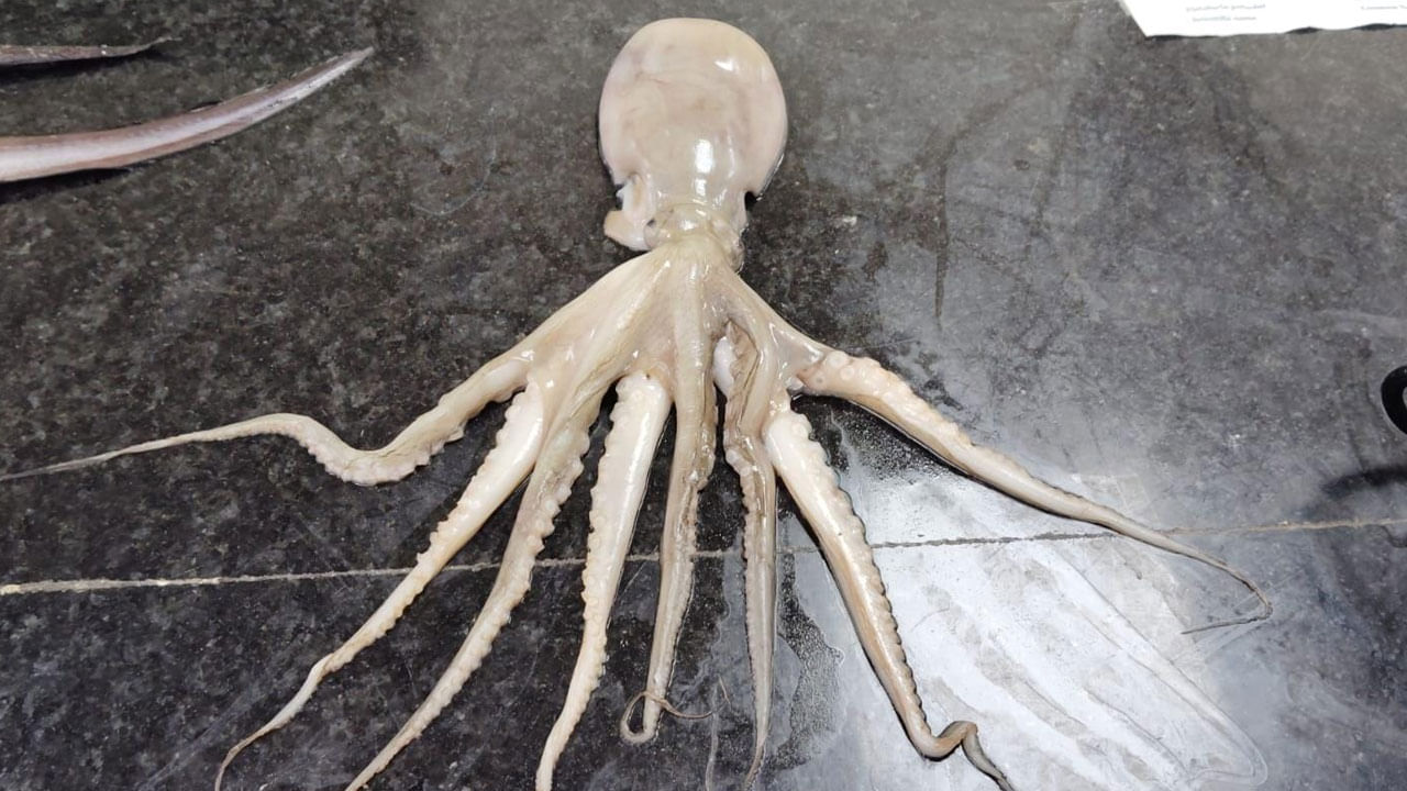 లైవ్ ఫిష్ తో పాటు.. సముద్రంలో జీవించే వివిధ రకాల చేపలను ప్రదర్శించారు. పీతలు, నత్తల నుంచి.. రిబ్బన్ ఫిష్, స్క్విడ్, హిల్సా, ట్యూనా, బల్లి చేప, పవర్ ఫిష్, క్రోకర్, రెడ్ లయన్ ఫిష్, జెల్లీ ఫిష్, టేకు చేపలను ప్రదర్శనకు ఉంచారు.