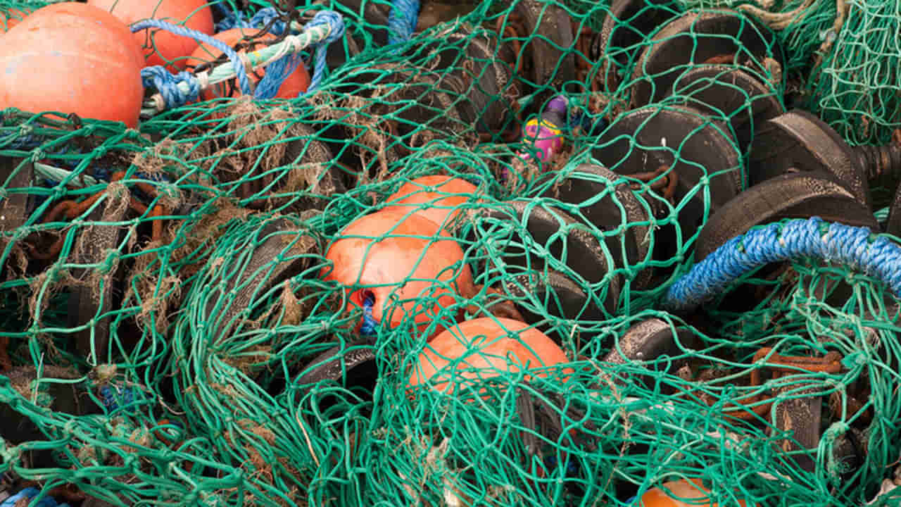 AP News: దండిగా చేపలు పడతాయని వల వేశారు.. చిక్కింది చూసి కళ్లు తేలేసారు..