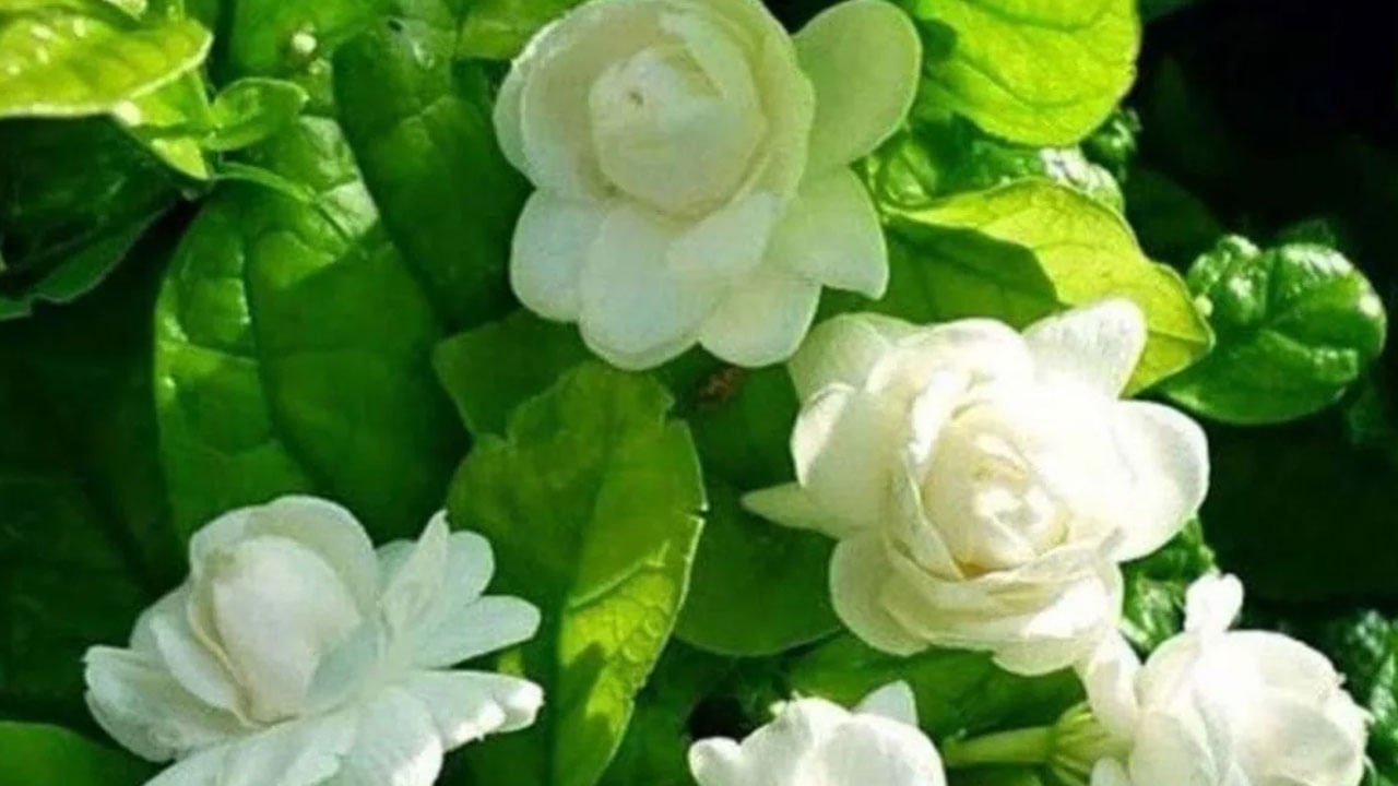 చాలా మంది ఇంట్లో మనీ ఫ్లాంట్ లాంటి షోకేజ్ ట్రీస్ ను పెంచుకుంటుంటారు. కానీ సువాసన వెదజల్లే మల్లె చెట్టును పెంచుకోరు. అయితే దీనికి ఓ కారణం ఉన్నదంట.