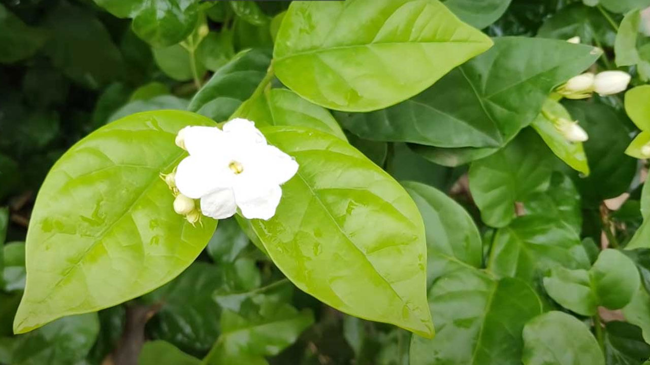 అందుకే ఈ మొక్కను ఇంటి పరిసరాల్లో నాటేటప్పుడు ఉత్తరం, తూర్పు లేదా ఈశన్యంలో నాటాలంటున్నారు నిపుణులు.