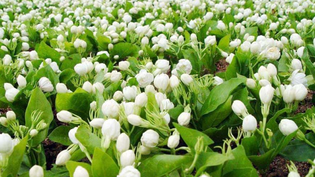 మల్లె మొక్కను ఇంటి లోపల పెట్టుకోవడం వలన అది ఇంటిలోని సంపదను నాశనం చేస్తుందంట. అంతే కాకుండా, దీనిని ఇంట్లో పెంచుకోవడం వలన అలెర్జీ వంటి సమస్యలు తలెత్తుతాయంట.