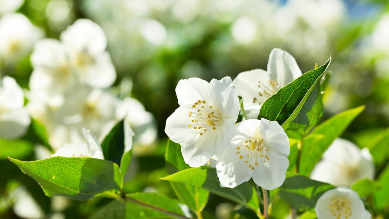 మల్లె మొక్కను ఇంట్లో పెట్టుకోవడం వలన వీటి వాసనకు తేనెటీగలు ఇంట్లో దూరే అవకాశం ఉంది. దీంతో చిన్నపిల్లలను లేదా ఎవరినైనా ఇవి కుట్టే అవకాశం ఉన్నందున ఇంటిలోపల ఈ మొక్కను పెంచుకోరంట.