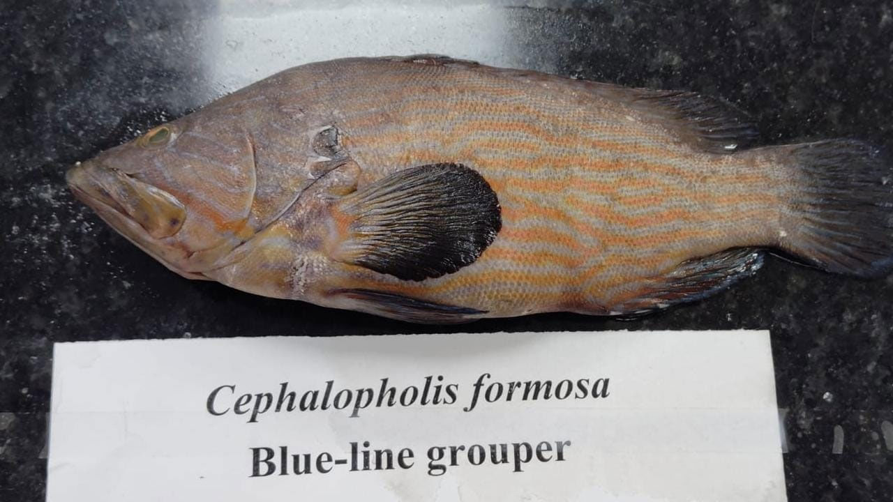 దీంతోపాటు.. సముద్రంలో లభించే కొన్ని జాతుల చేపలను లైవ్ గా చూపించారు. అలాగే లాబ్ స్టర్ రొయ్యలు లైవ్ గా ప్రదర్శనకు పెట్టారు. అలాగే వివిధ రకాల రొయ్యలు, అక్టోపస్, సముద్రపు మొక్కలు, నత్తలు, ఇతర జీవులను కూడా ప్రదర్శించారు.  