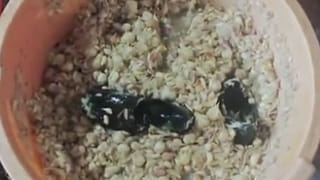 ప్రభుత్వ ఆస్పత్రుల్లో ప్రసవాలు పెంచేందుకు ఆ అధికారి ఏం చేశాడంటే..? కలెక్టర్‌పై ప్రశంసల వెల్లువ..