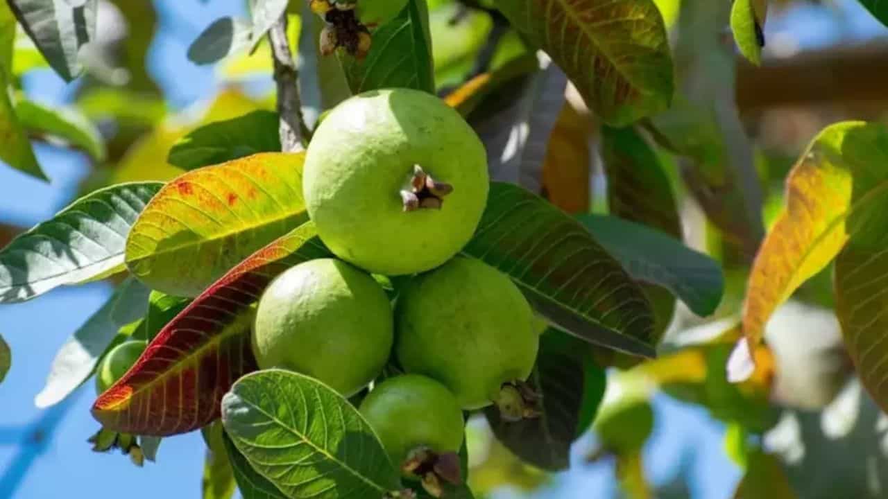 జామ పండ్లలో విటమిన్ సి, ఫైబర్, విటమిన్లు ఎ, బి, యాంటీఆక్సిడెంట్లు వంటి పోషకాలు పుష్కలంగా ఉంటాయి. దీని రెగ్యులర్ వినియోగం రోగనిరోధక శక్తిని పెంచడంలో సహాయపడుతుంది. ఈ పండు ఆమ్లతను ఎదుర్కోవడానికి సహాయపడుతుంది. శరీరాన్ని వైరస్‌ల నుండి రక్షిస్తుంది. జీర్ణక్రియను మెరుగుపరుస్తుంది. అందువల్ల, బరువును నియంత్రించుకోవాలనుకునే వారికి ఈ పండ్లు ఉత్తమ ఎంపికగా పరిగణించబడుతుంది. ఇందులో ఫైబర్ అధికంగా ఉంటుంది. కేలరీలు తక్కువగా ఉంటాయి. అతిగా తినడాన్ని నివారిస్తుంది. 