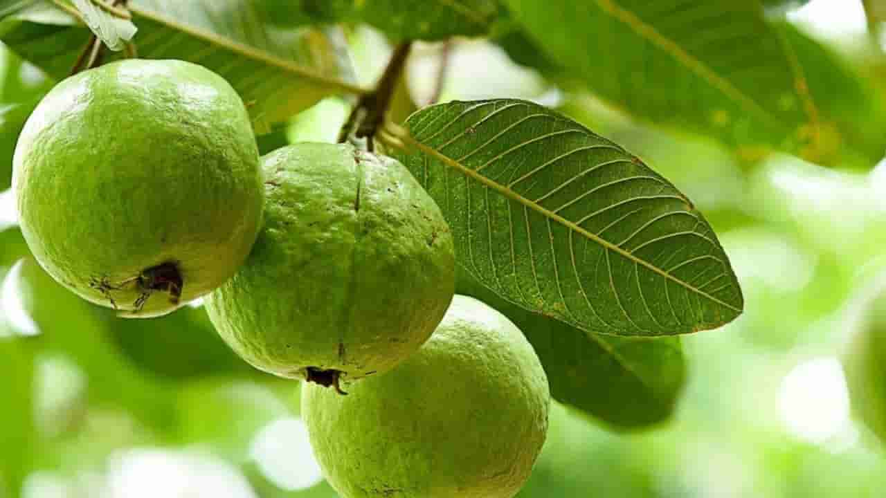 Guava Health Benefits: ఒక్క జామ పండుతో ఇన్ని ఆరోగ్య ప్రయోజనాలా..! డోంట్ మిస్..!